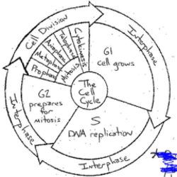 Cell cycle labeling answers key