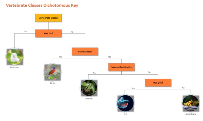 Dichotomous key worksheet answer key