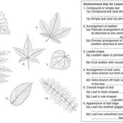 Dichotomous organism