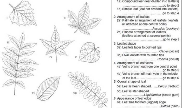 Dichotomous organism