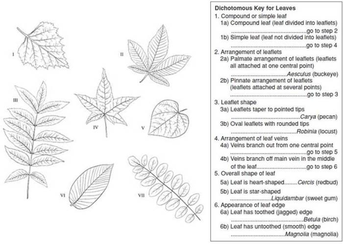 Dichotomous organism