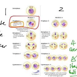 Unit 6 outcome meiosis coloring worksheet