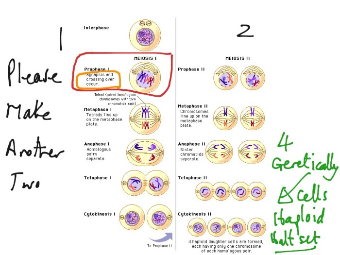 Unit 6 outcome meiosis coloring worksheet