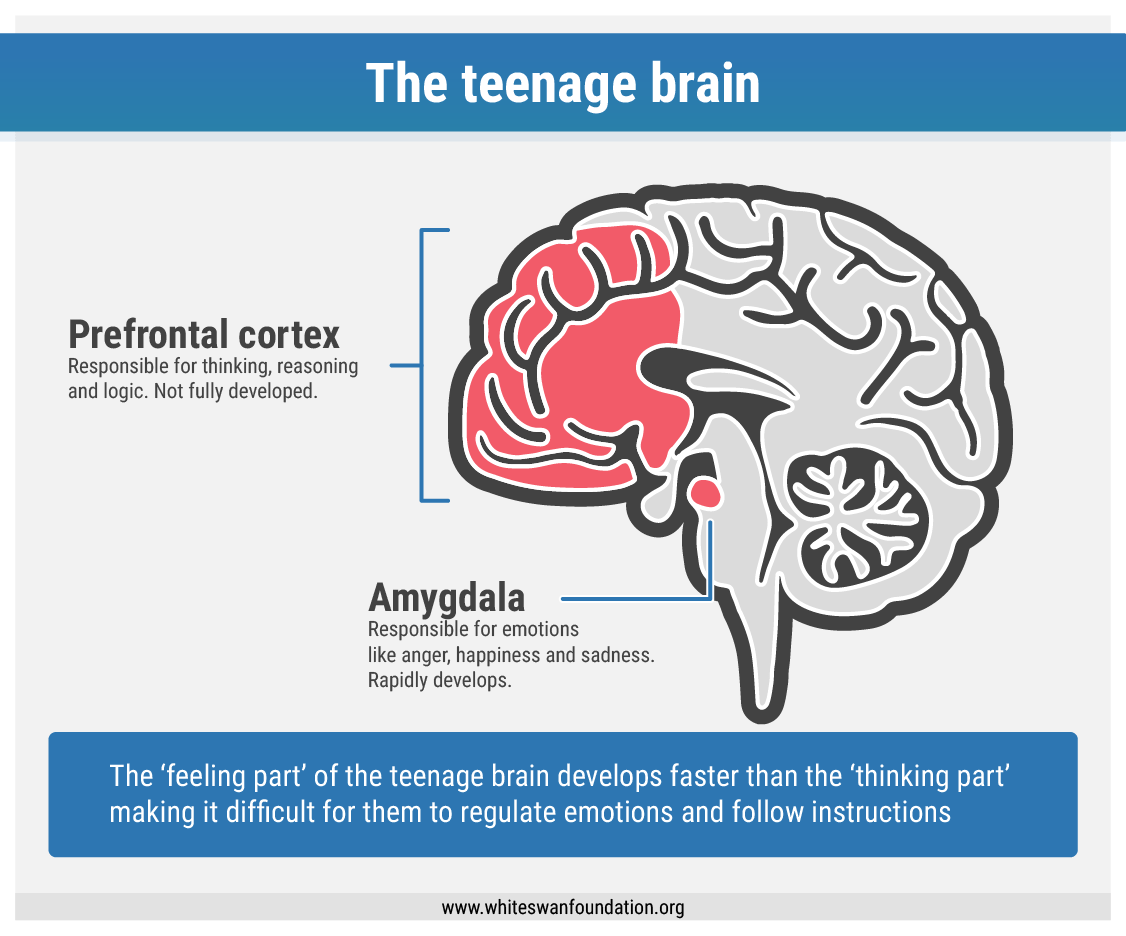 Startling finds on teenage brains