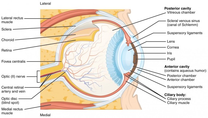 Sss5 sagittal structure