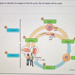 Chromosomes eukaryotic replication eukaryote chromatids