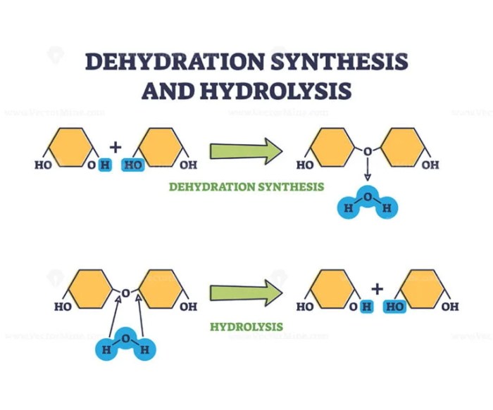 Dehydration synthesis and hydrolysis practice