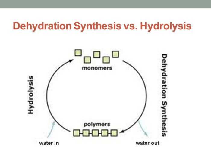 Dehydration synthesis and hydrolysis practice