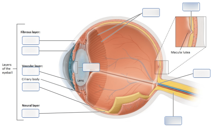 Art-labeling activity: sagittal section of internal structures of the eye