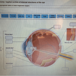 Art-labeling activity: sagittal section of internal structures of the eye