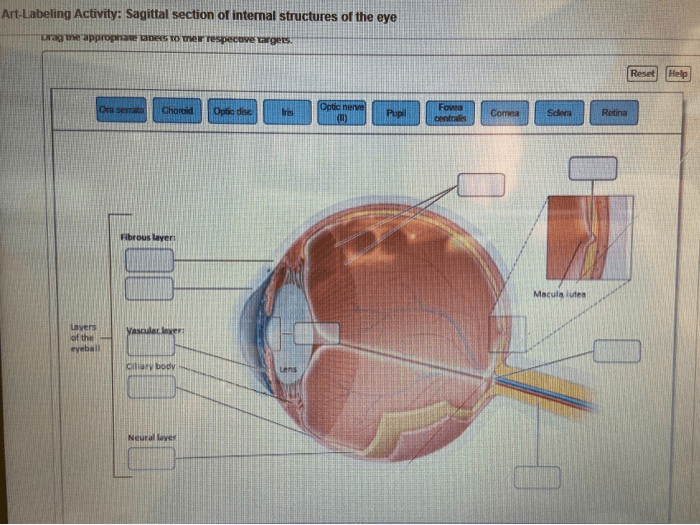 Art-labeling activity: sagittal section of internal structures of the eye